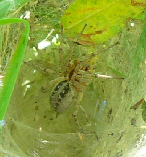 Agelena labyrinthica