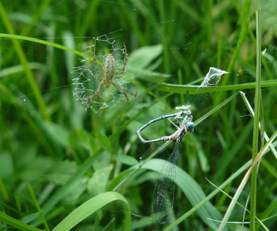 Argiope bruennichi con Platycnemis pennipes