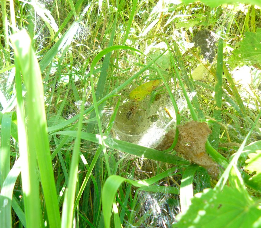 Agelena labyrinthica