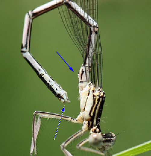 Platycnemis pennipes?