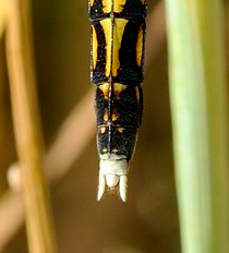 conferma id: Orthetrum albistylum f?