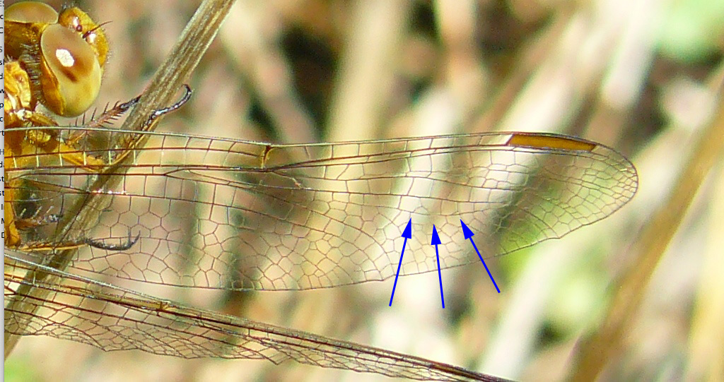 Libellula da ID