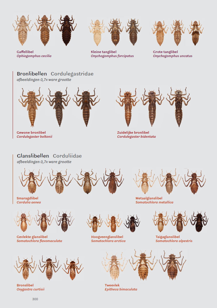 Photographic Guide to the Exuviae of European Dragonflies