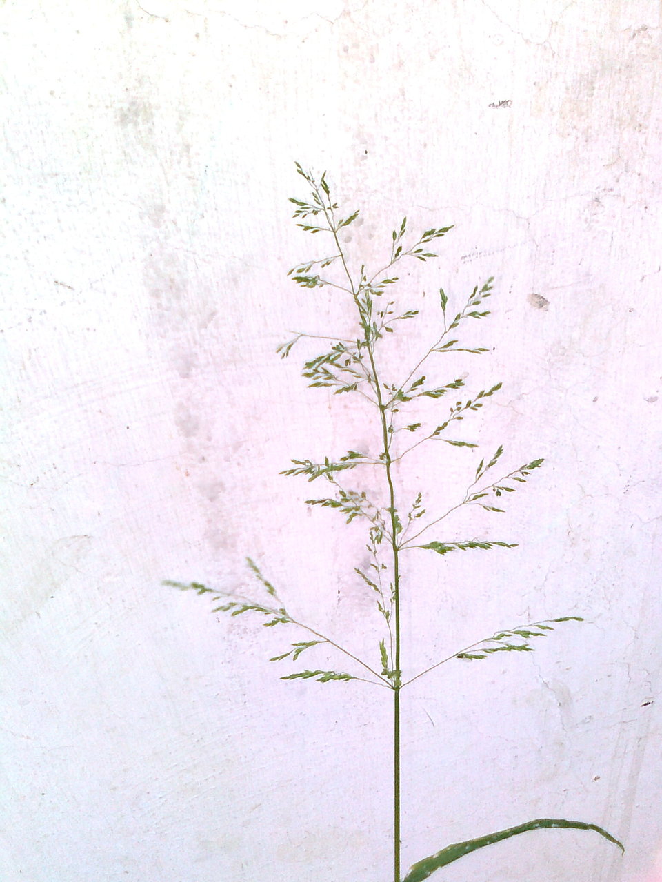 Graminacea da determinare 2