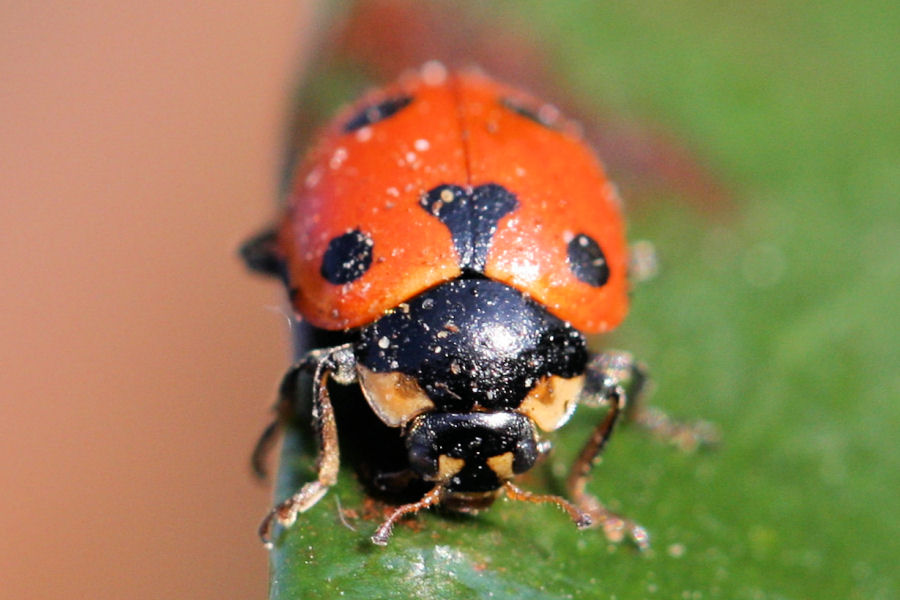 se fossi un afide avrei paura...(Hippodamia undecimnotata )