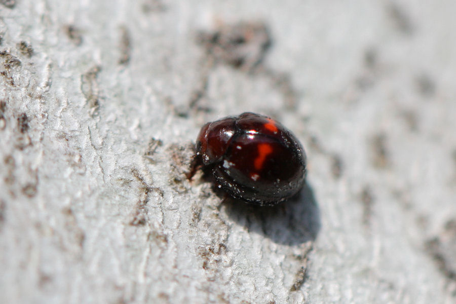 Chilocorus bipustulatus (Coccinellidae)
