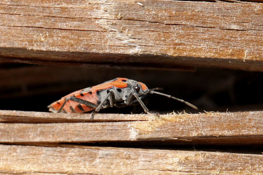 Lygaeidae: Lygaeus equestris dell''Emilia (BO)