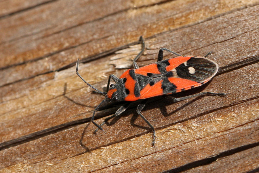 Lygaeidae: Lygaeus equestris dell''Emilia (BO)