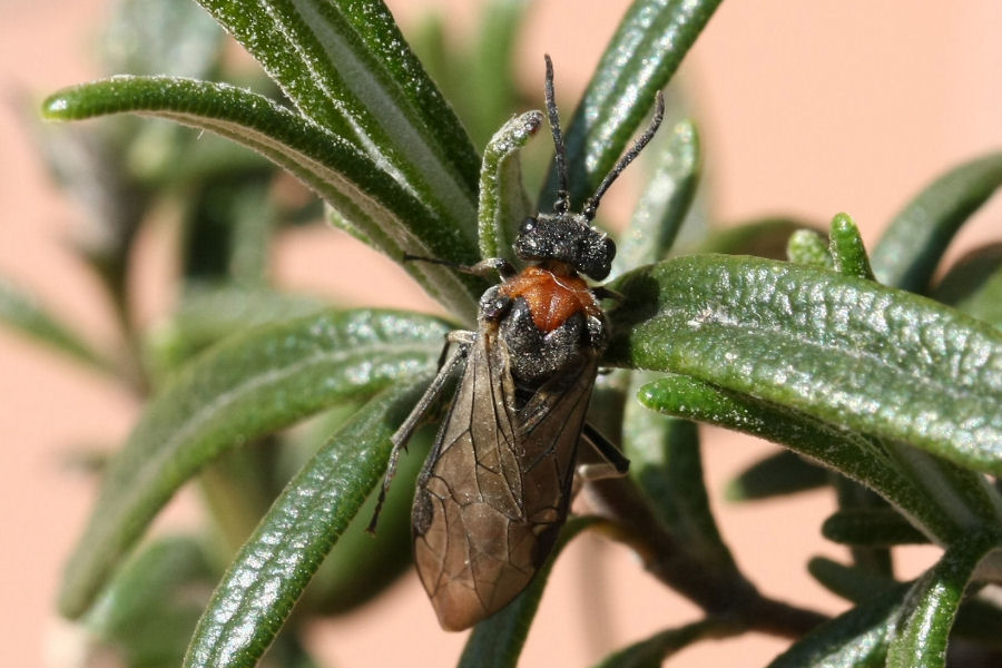 Dolerus sanguinicollis