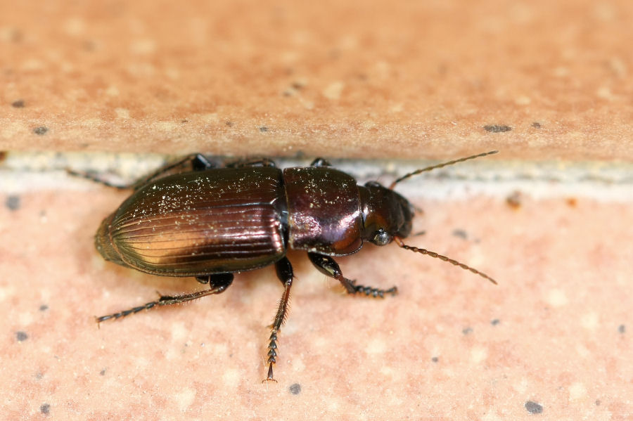 Sul terrazzo: Harpalus distinguendus e Amara cfr aenea