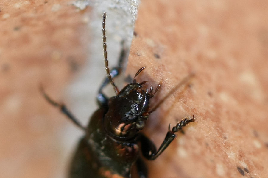 Sul terrazzo: Harpalus distinguendus e Amara cfr aenea