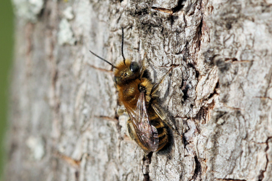 Apidae Megachilinae: cfr.  Osmia sp.