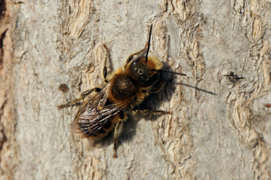 Apidae Megachilinae: cfr.  Osmia sp.