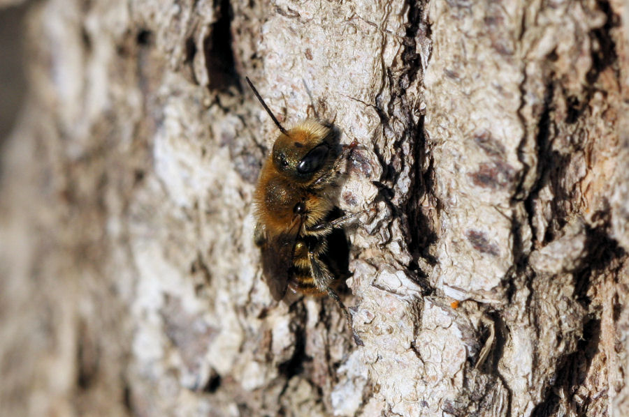 Apidae Megachilinae: cfr.  Osmia sp.