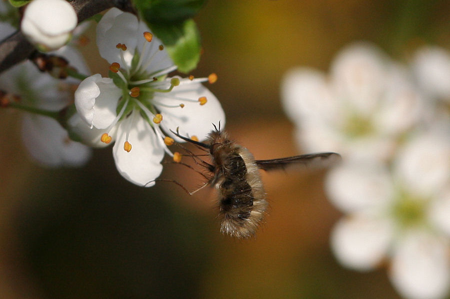 Bombylius da id.