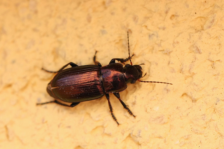 Sul terrazzo: Harpalus distinguendus e Amara cfr aenea