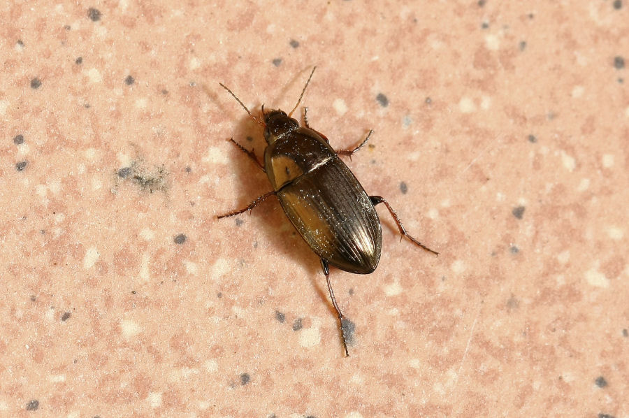 Sul terrazzo: Harpalus distinguendus e Amara cfr aenea