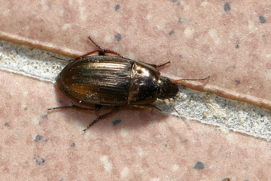 Sul terrazzo: Harpalus distinguendus e Amara cfr aenea