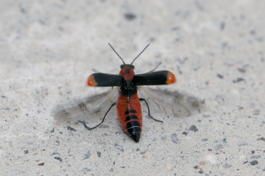 Malachiidae da id.