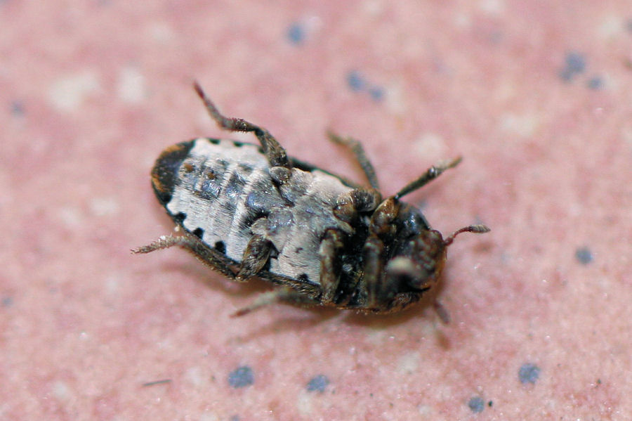 Dermestes cfr undulatus