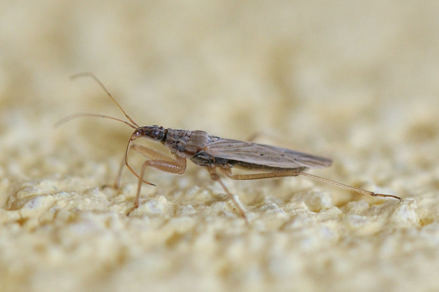 Nabidae?