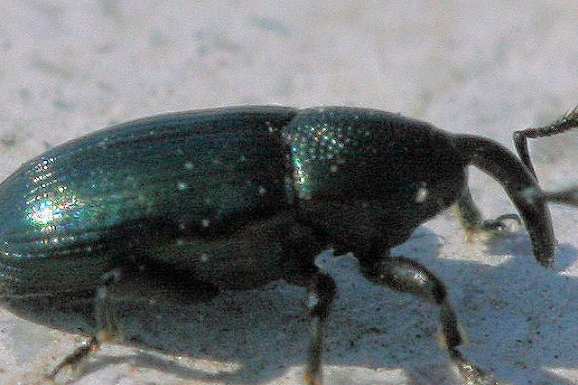 Curculionidae Baridinae? Sì. Aulacobaris coerulescens
