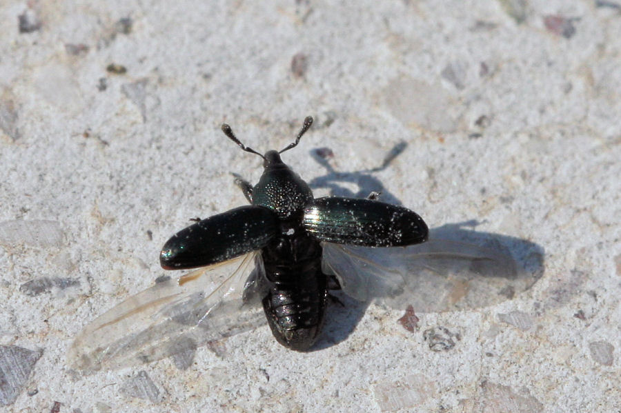 Curculionidae Baridinae? Sì. Aulacobaris coerulescens