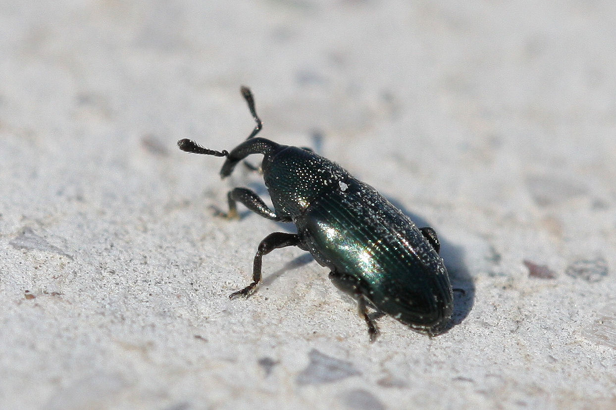 Curculionidae Baridinae? Sì. Aulacobaris coerulescens