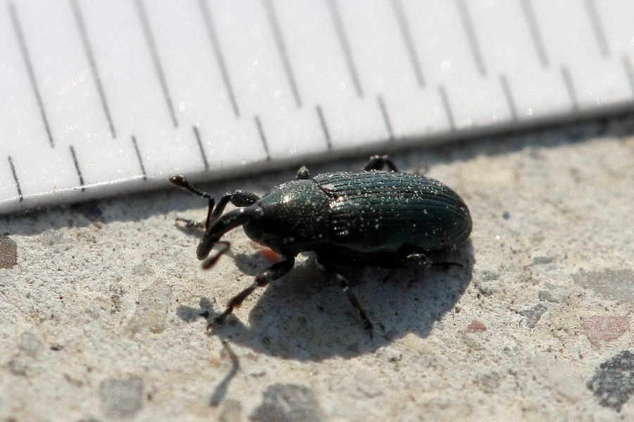 Curculionidae Baridinae? Sì. Aulacobaris coerulescens