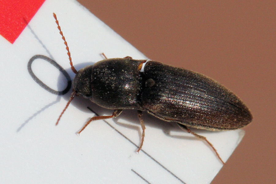 Elateridae