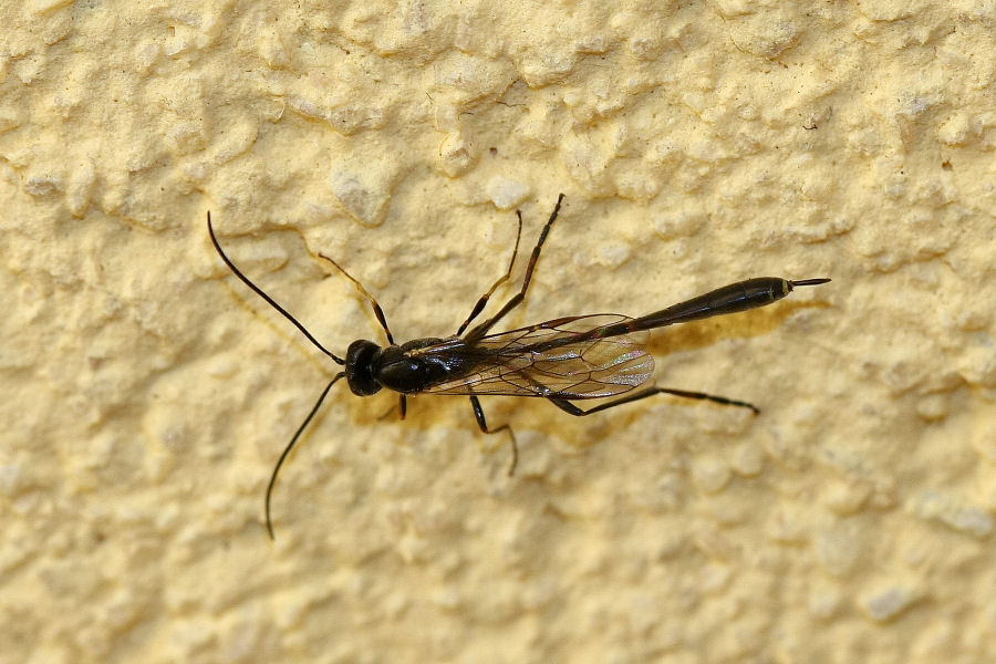 Ichneumonidae ?