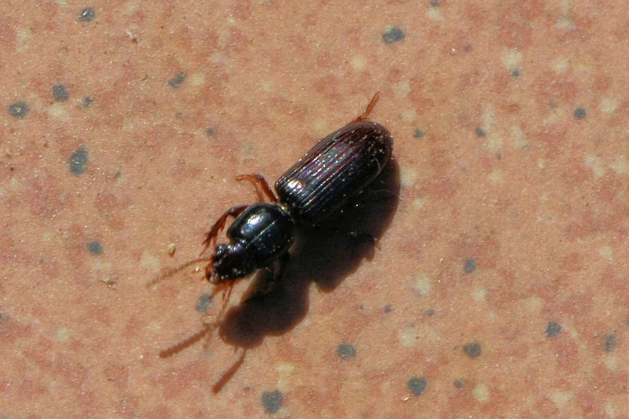 Carabide da identificare: Clivina fossor
