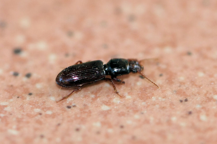 Carabide da identificare: Clivina fossor