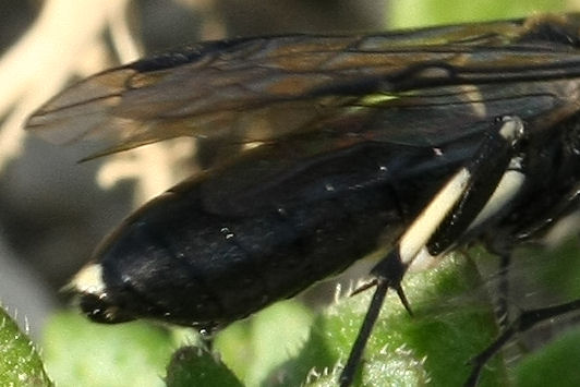 Tenthredinidae ? Macrophya albicincta