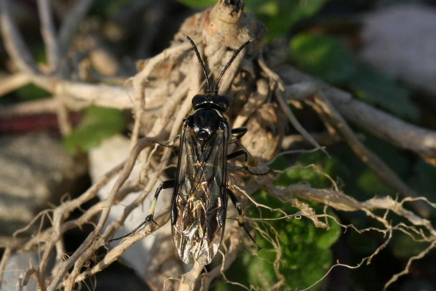 Tenthredinidae ? Macrophya albicincta