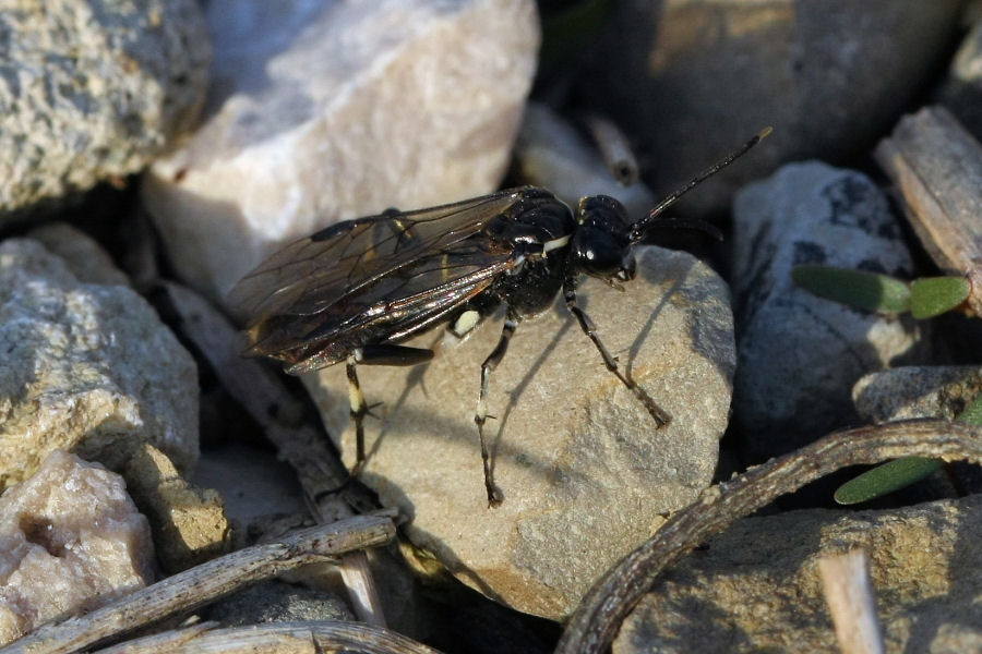 Tenthredinidae ? Macrophya albicincta