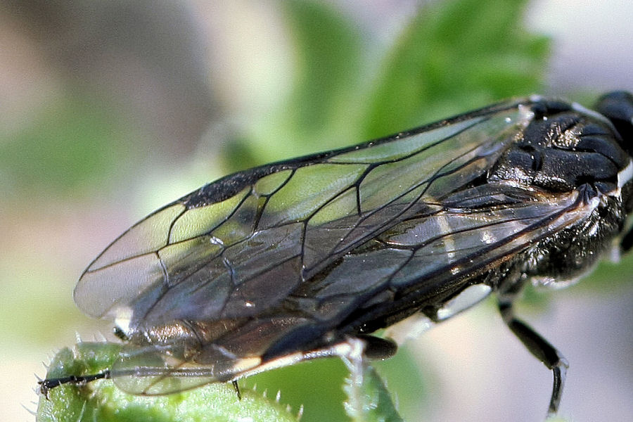 Tenthredinidae ? Macrophya albicincta