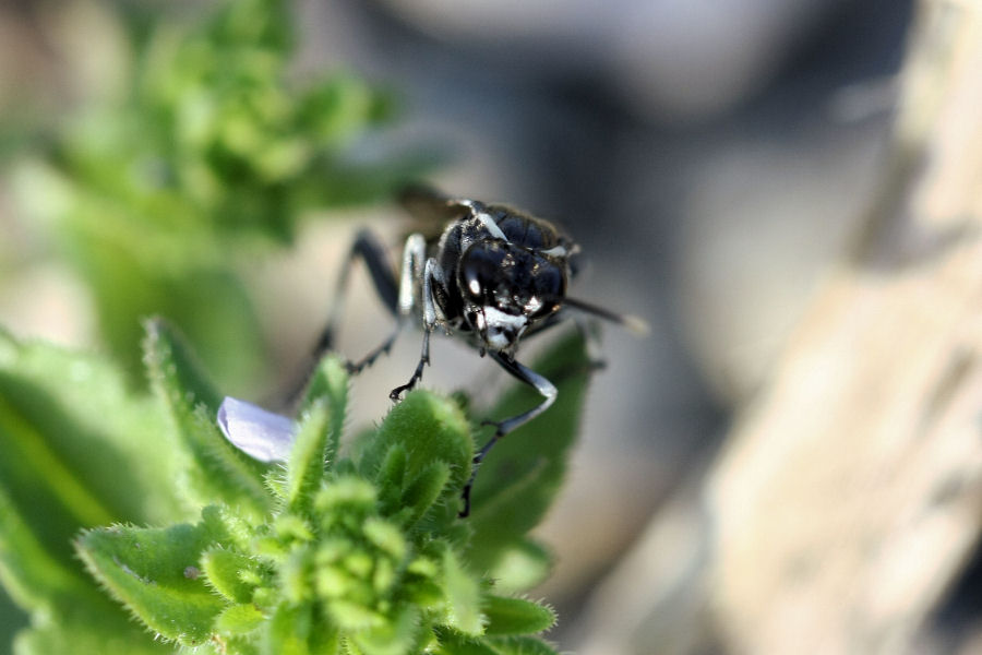 Tenthredinidae ? Macrophya albicincta