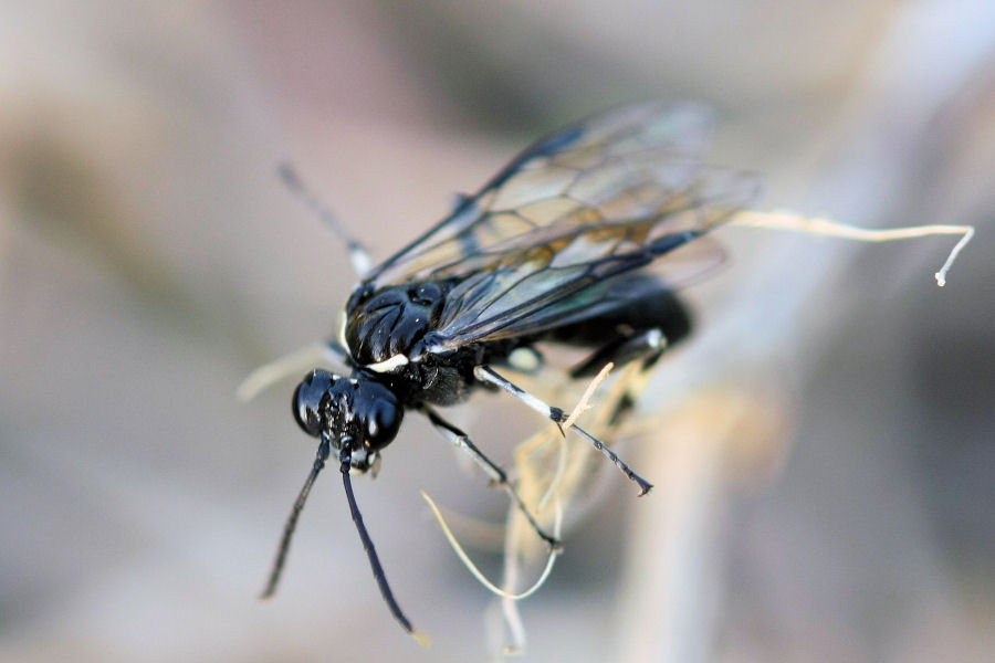 Tenthredinidae ? Macrophya albicincta