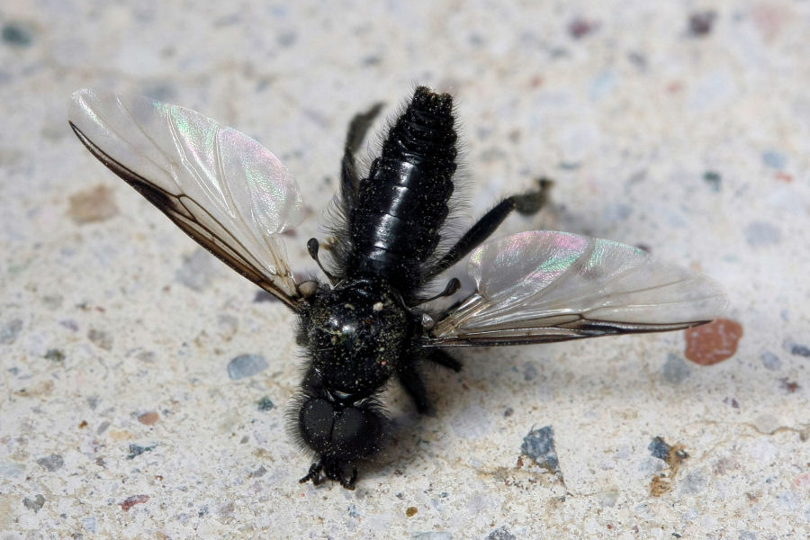 Bibio marci (Bibionidae)