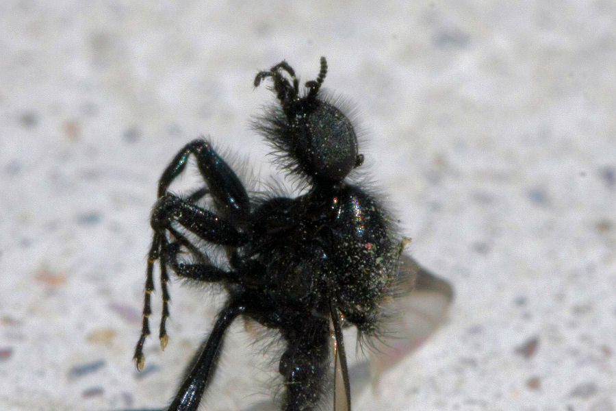 Bibio marci (Bibionidae)