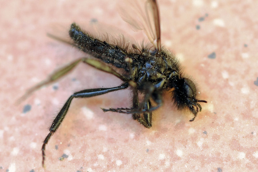 Bibio marci (Bibionidae)