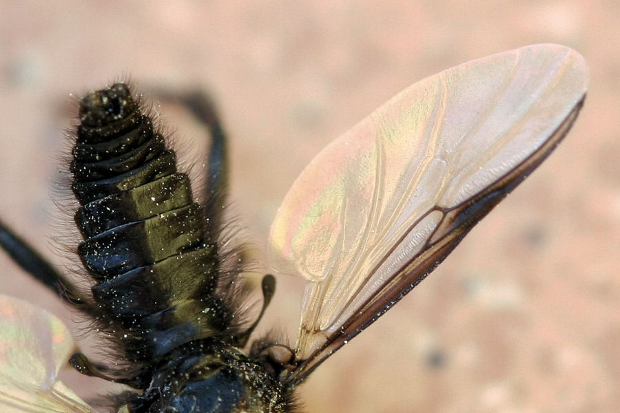 Bibio marci (Bibionidae)