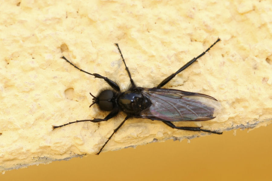 Bibio marci (Bibionidae)