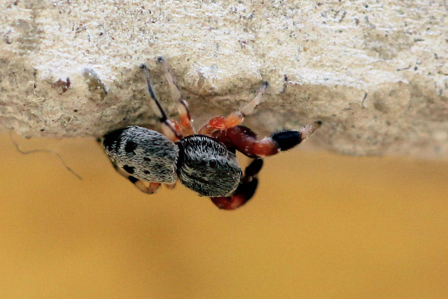 Ballus rufipes