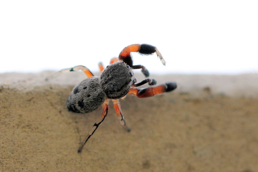Ballus rufipes