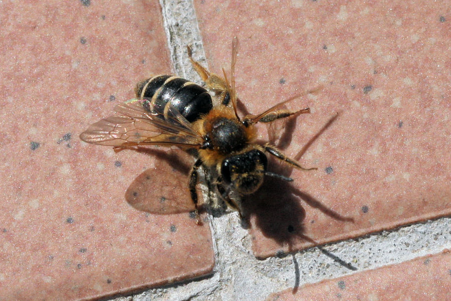 Apidae Colletinae? No. Femmina di Andrena sp.