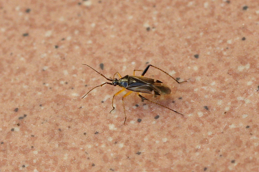 Miridae: Harpocera thoracica dell''Emilia (BO)