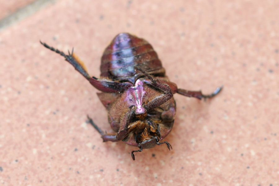 ancora Cetonia. No. Potaetia cfr cuprea