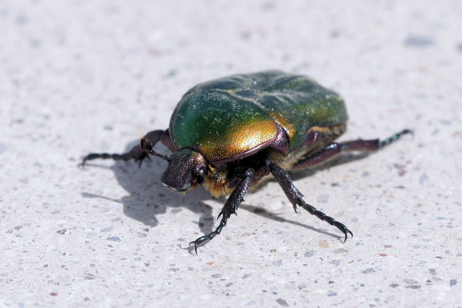 ancora Cetonia. No. Potaetia cfr cuprea